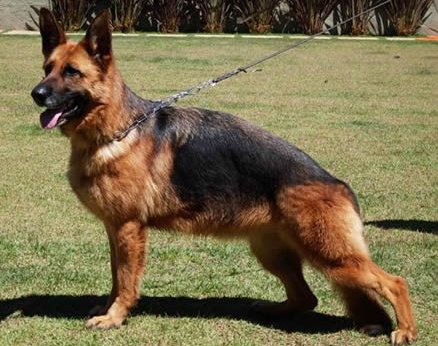 public/dog_images/664/1721222061.Valentini von Ghattas.jpg